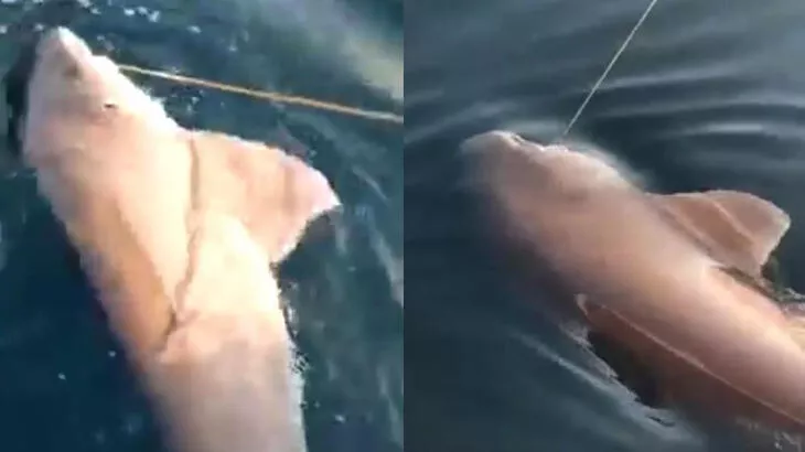 Oltasına 3 metrelik köpek balığı takıldı
