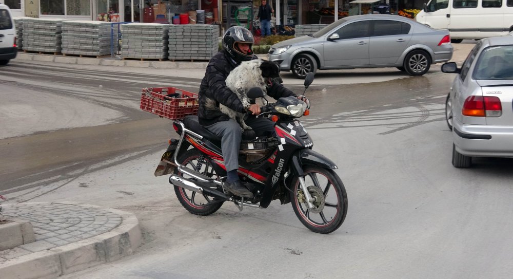 Yozgat’ta motosiklet tutkunu köpek görenleri hayrete düşürüyor